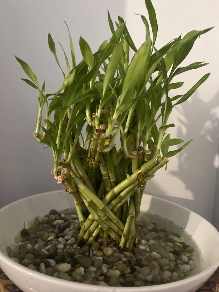 Our selection of lucky Bamboo's